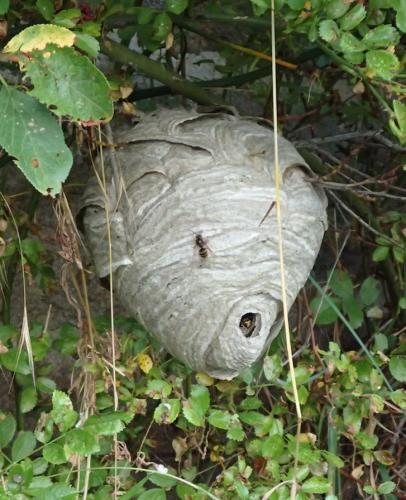 Dolichovespula media